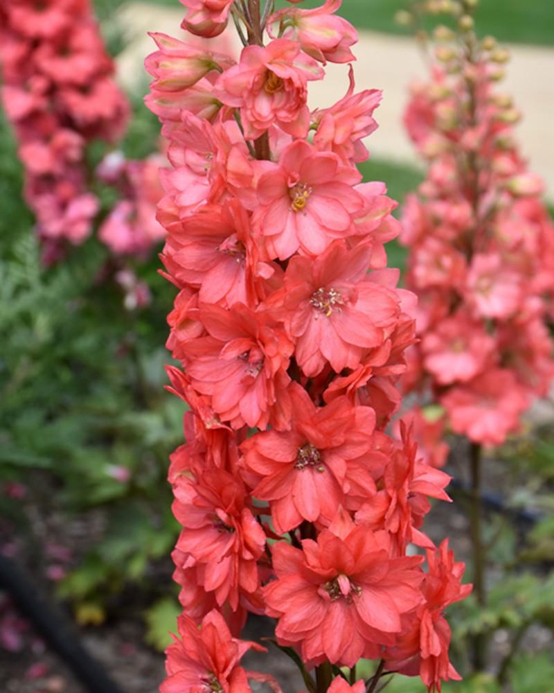 Delphinium Red Lark