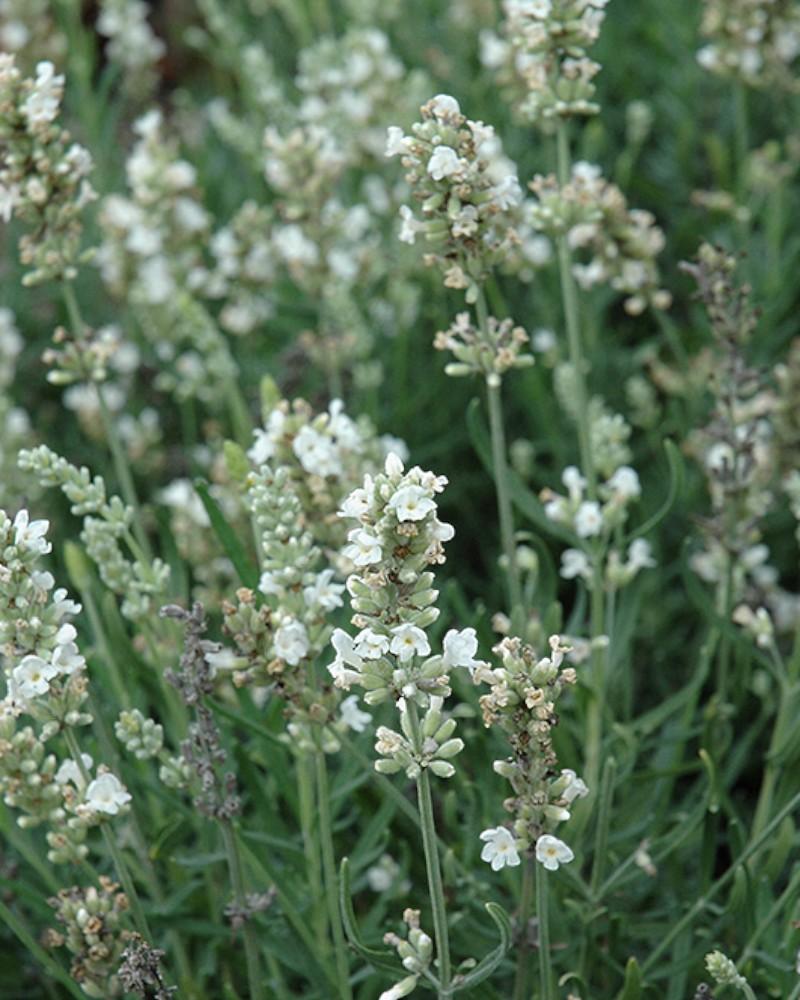 Lavandula Ellagance Snow