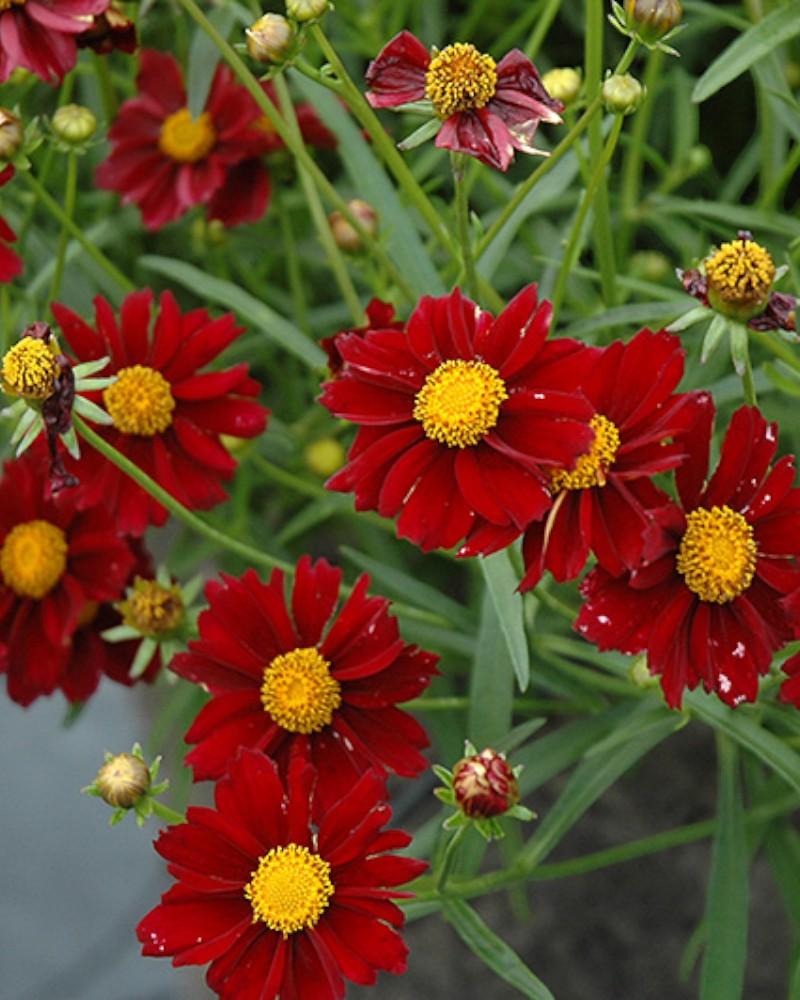 Coreopsis Mercury Rising