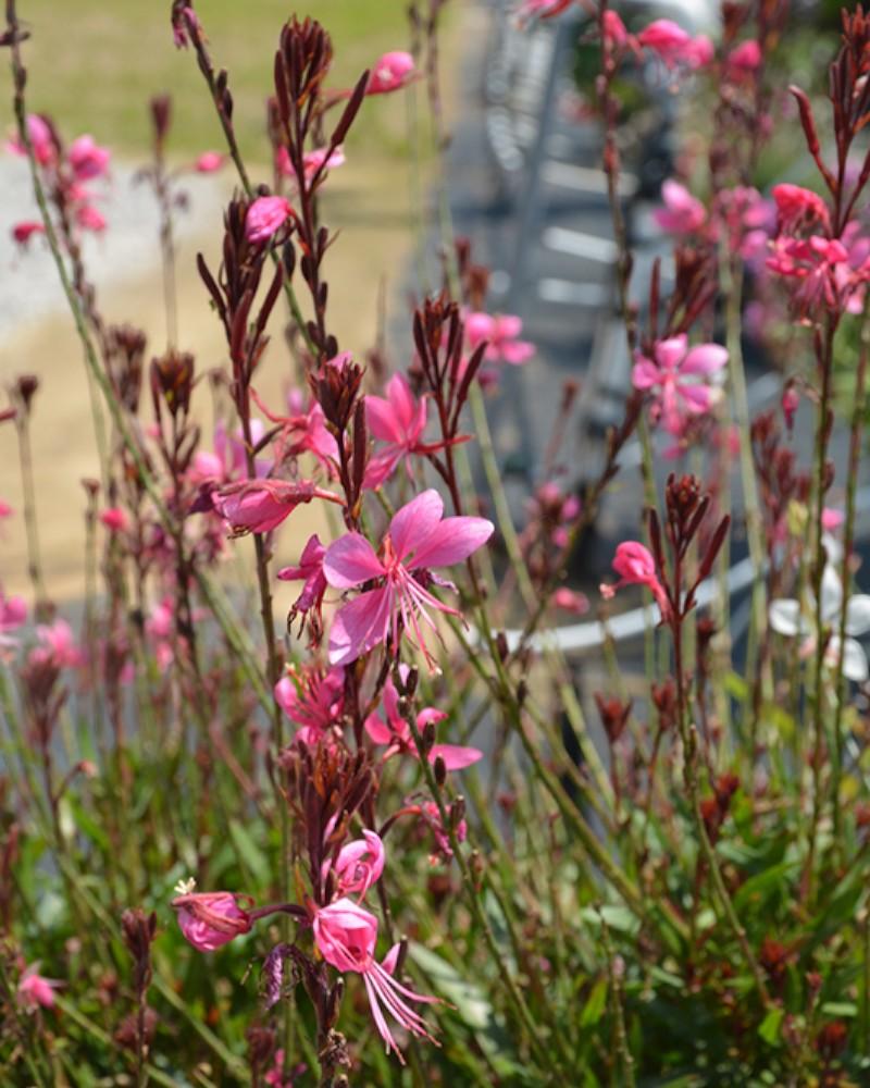 Gaura Steffi Dark Rose