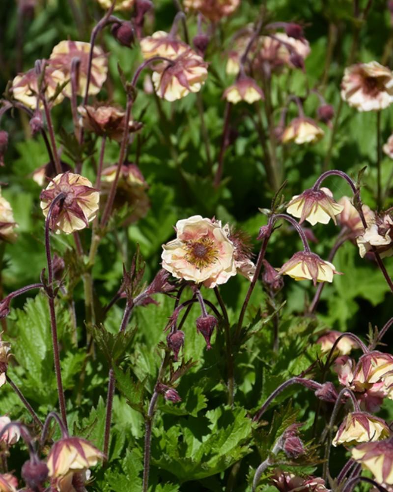 Geum Pretticoats Peach Avens