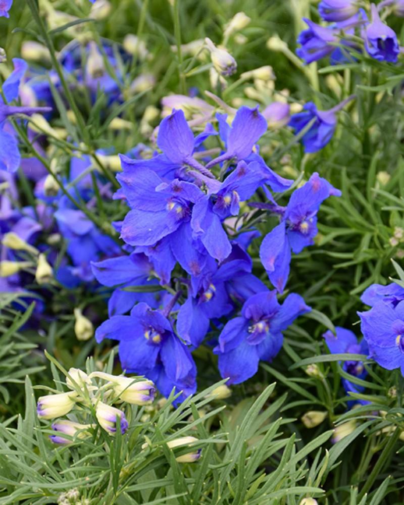 Delphinium Hunky Dory Blue