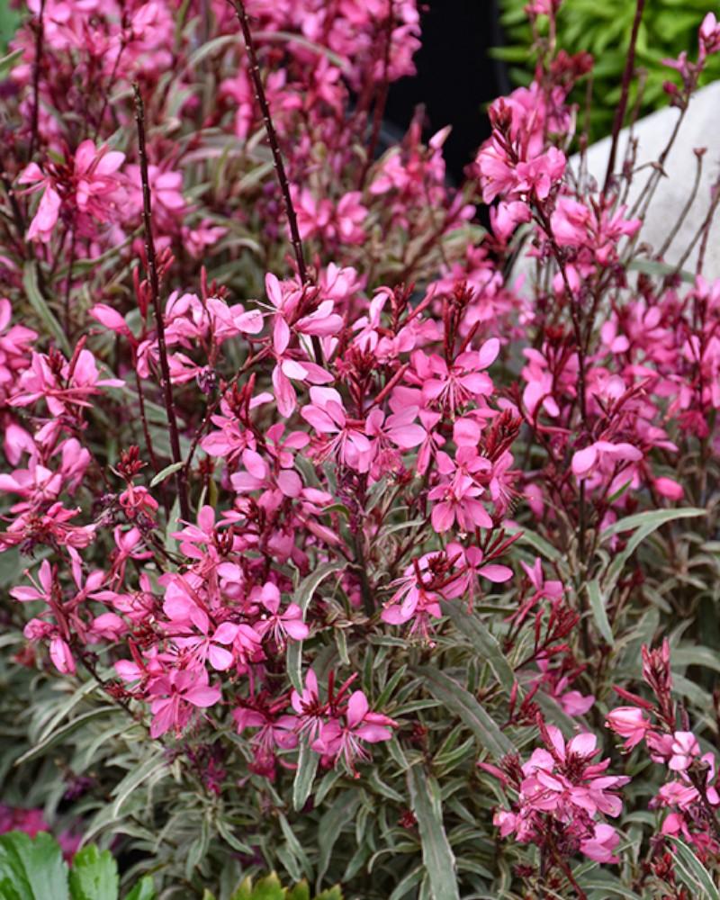 Gaura Gambit Variegata Rose