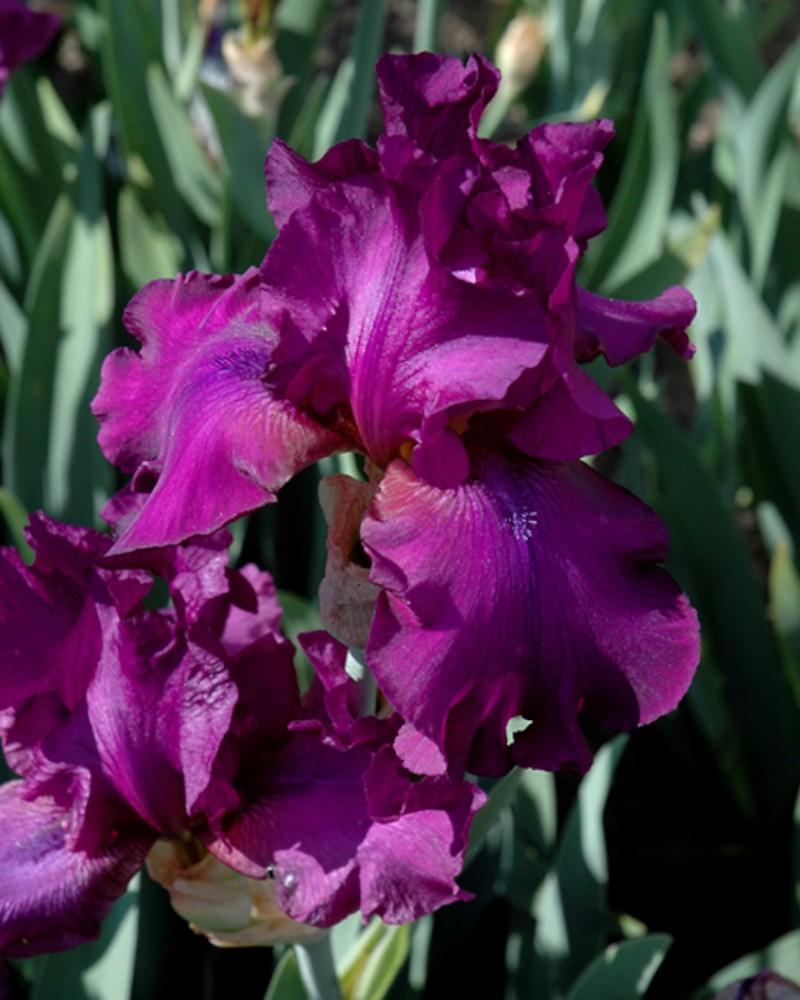 Iris Sultry Mood
