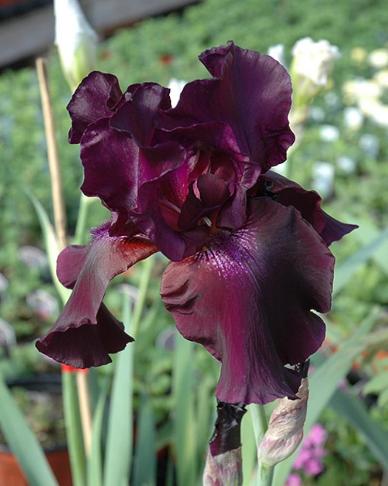 Iris Superstition