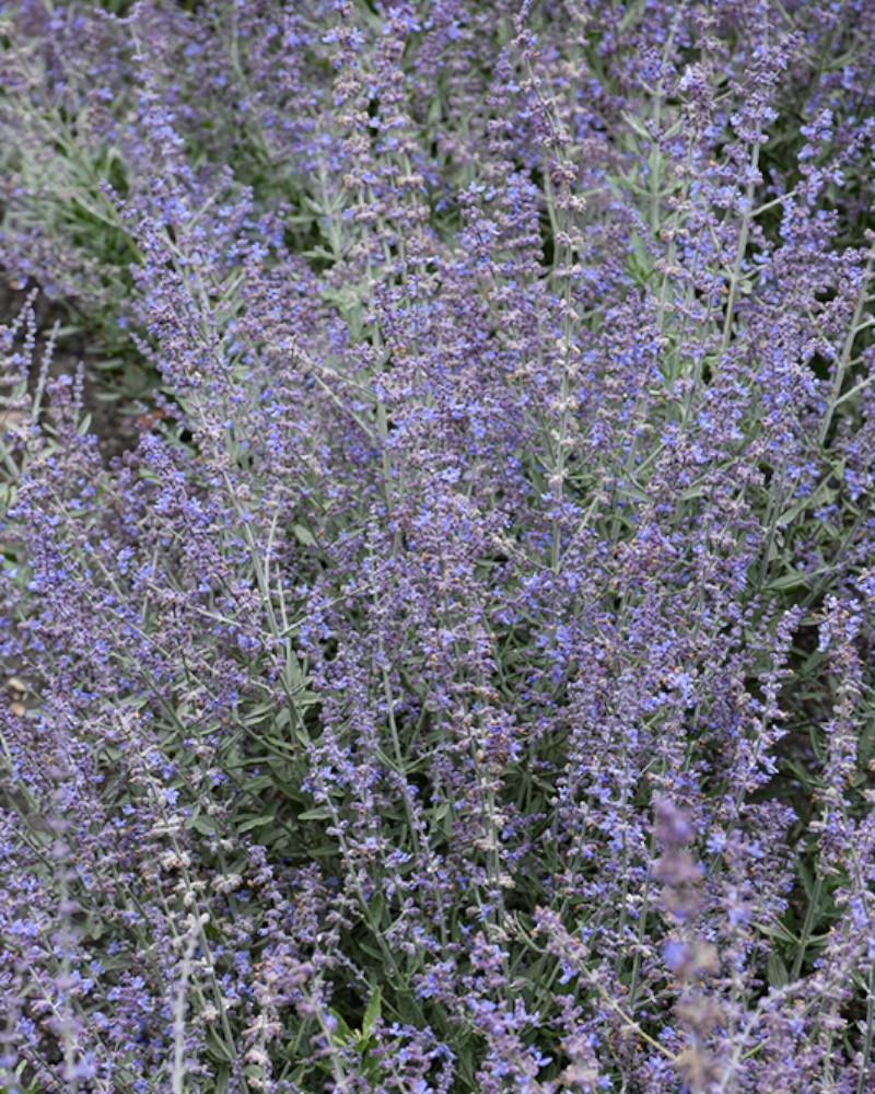 Perovskia Bluesette