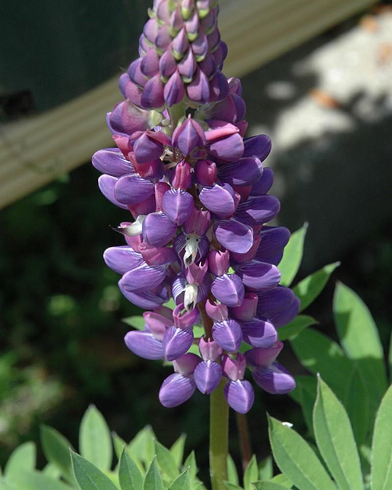 Lupinus Gallery Blue 1 Quart
