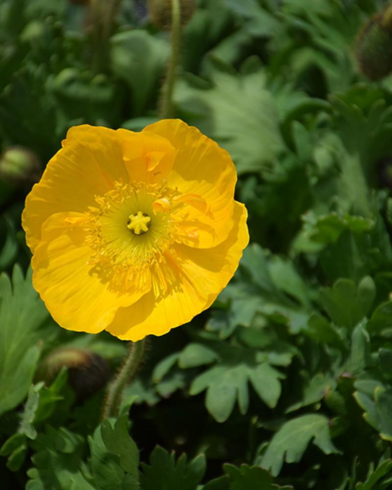 Papaver Champange Bubbles Yellow