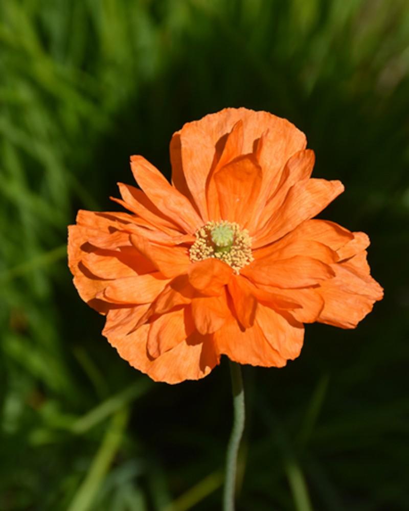 Papaver Double Tangerine Gem