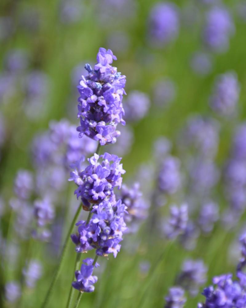 Lavandula Hidcote Blue