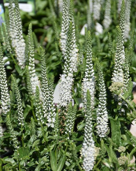 Veronica White Wands