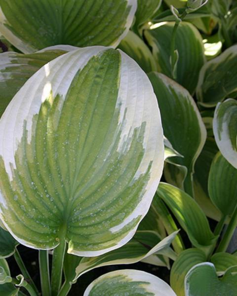 Hosta Robert Frost