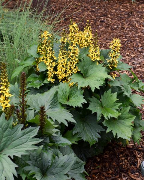 Ligularia Bottle Rocket