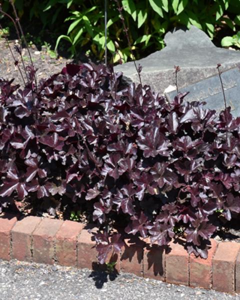Heuchera Obsidian