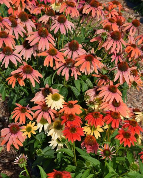 Echinacea Cheyenne Spirit