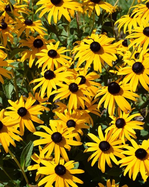 Rudbeckia Goldsturm