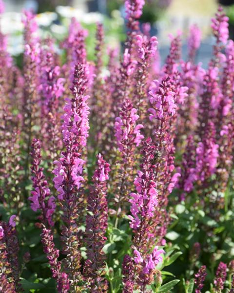 Salvia Apex Pink