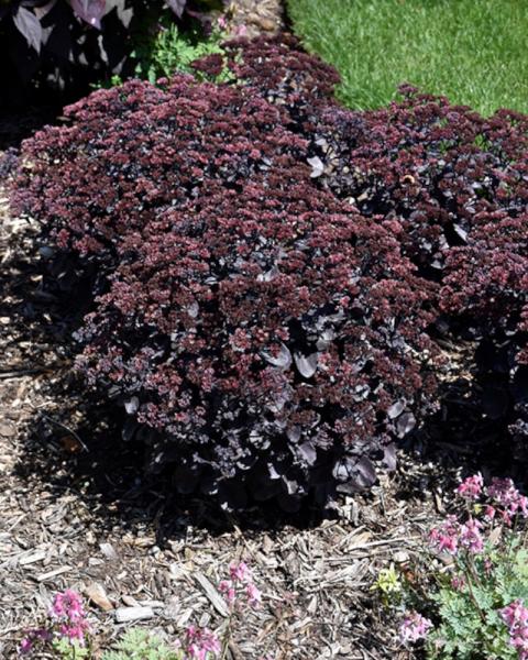 Sedum Back in Black