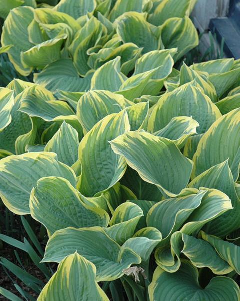 Hosta Sagae