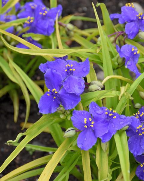 Tradescantia Sweet Kate