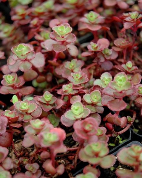 Sedum Flaming Carpet
