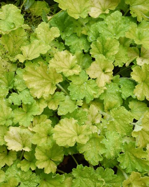 Heuchera Lemon Love