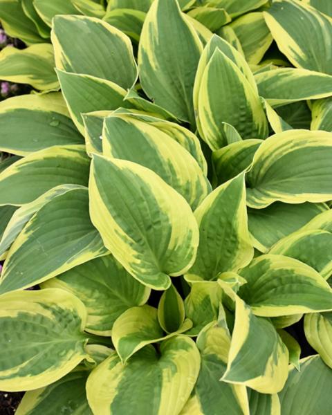 Hosta Wide Brim
