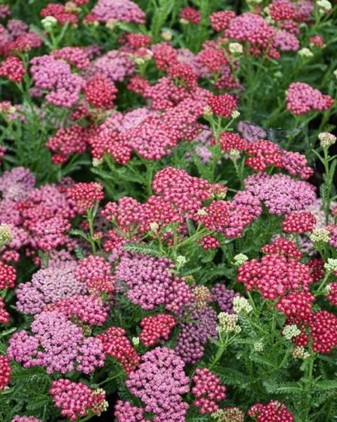 Achillea New Vintage Red