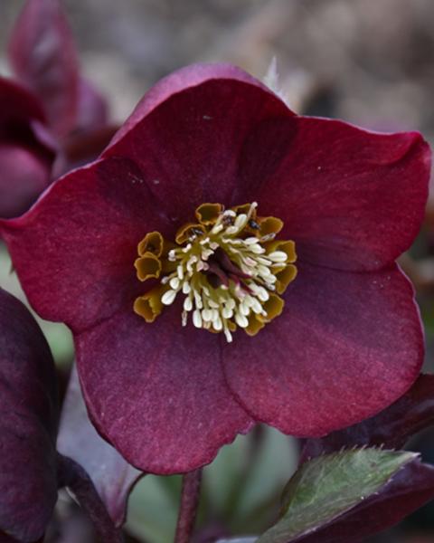 Helleborus Rome in Red