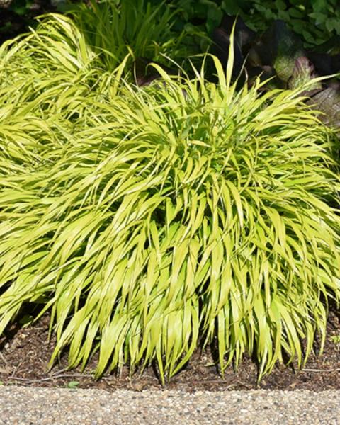 Grass Hakonechloa All Gold