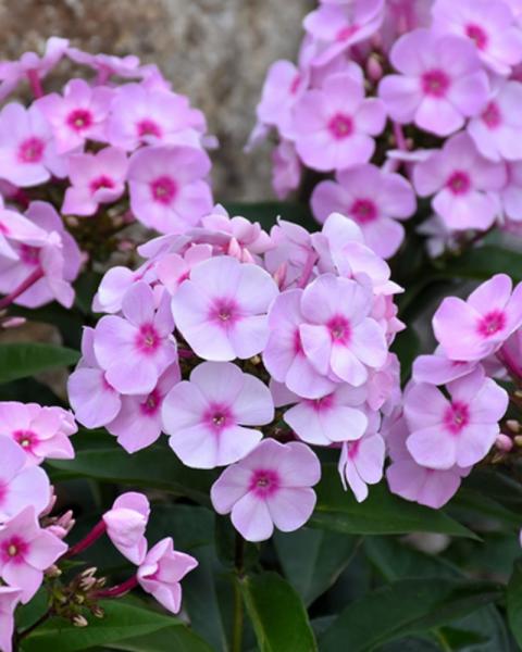 Phlox Cotton Candy