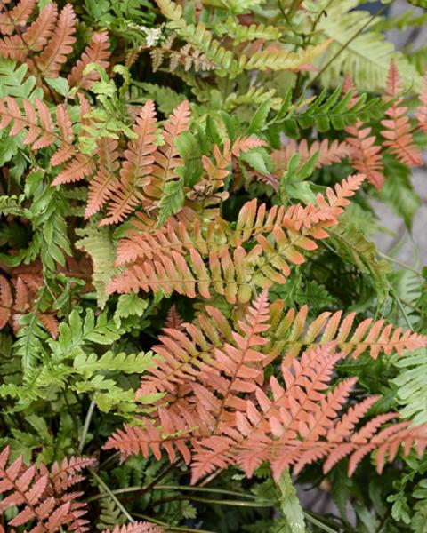 Fern Autumn 'Brilliance' 19 Cm