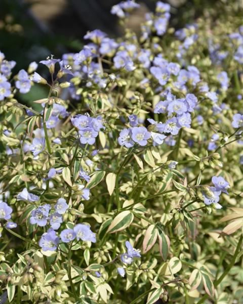 Polemonium Stairway to Heaven