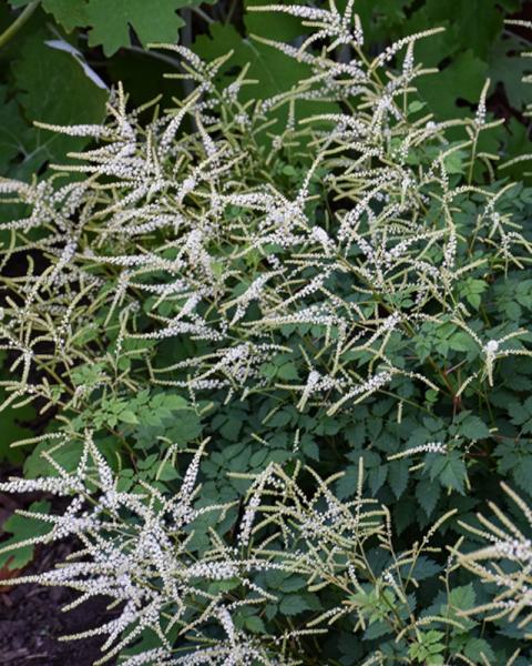 Aruncus Misty Lace