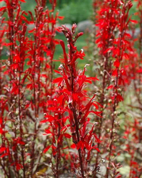 Lobelia Cardinalis Black Truffle