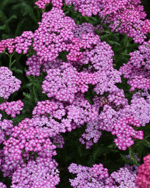 Achillea New Vintage Violet