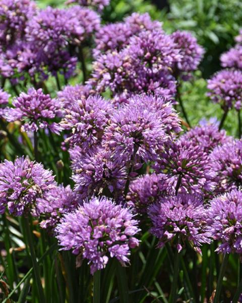 Allium Windy City