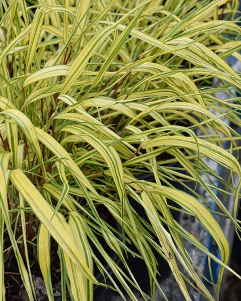 Grass Hakonechloa Golden Variegated