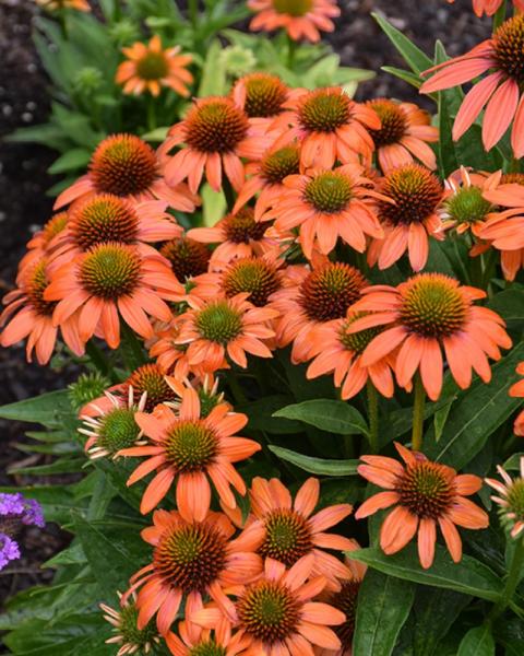 Echinacea Artisan Soft Orange