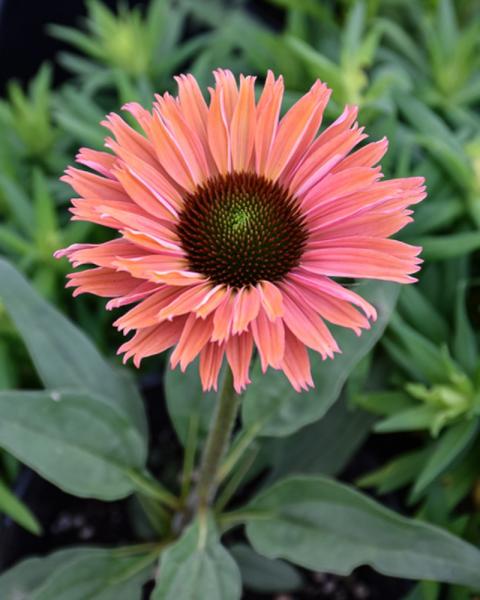 Echinacea Rainbow