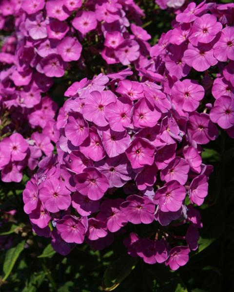 Phlox Cover Girl