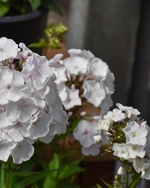 Phlox Party Girl