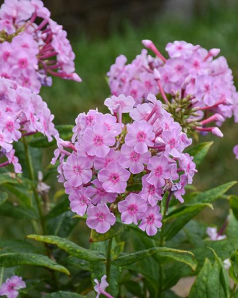 Phlox Uptown Girl