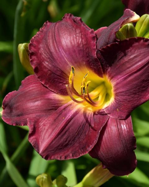 Hemerocallis  Nosferatu