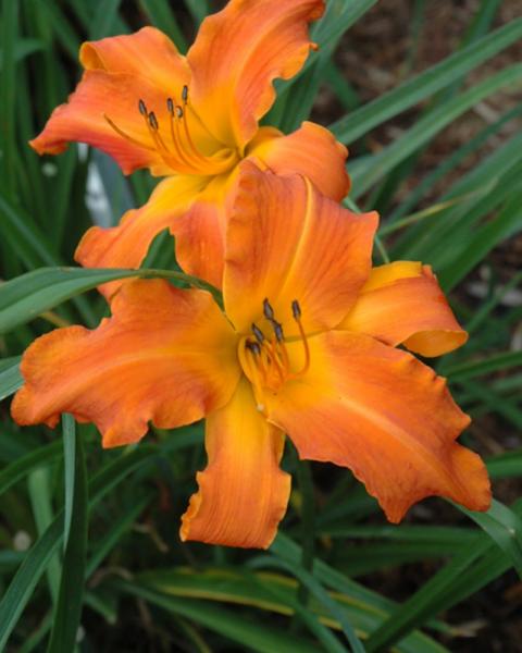 Hemerocallis Primal Scream