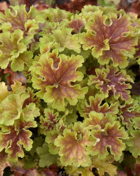 Heuchera Apple Twist