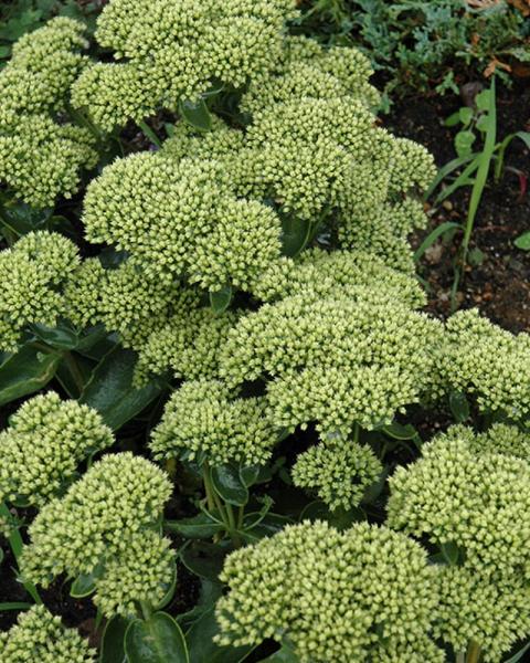 Sedum Lemonjade