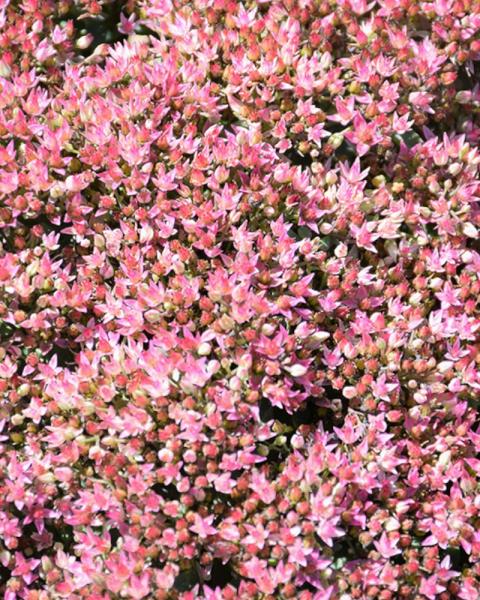 Sedum Pride and Joy
