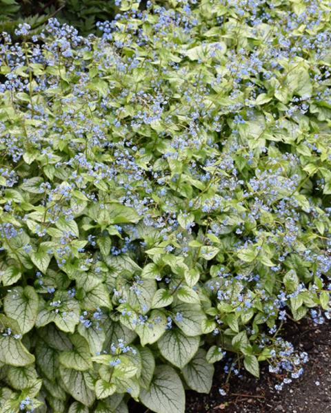 Brunnera Jack Frost