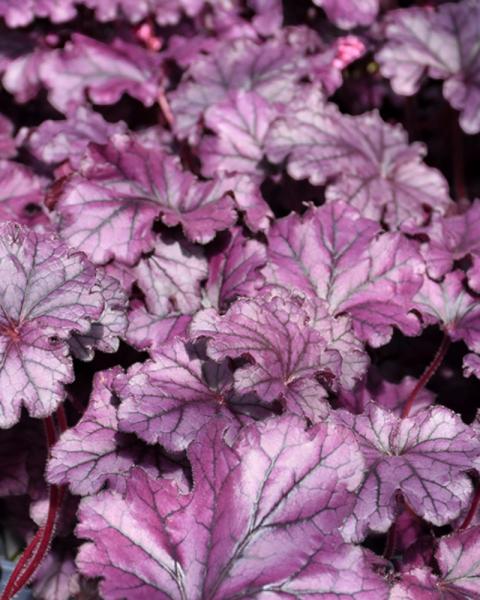 Heuchera Forever Purple